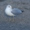 Ring-billed Gull just hanging out in the parking lot
