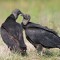 Black Vulture Love