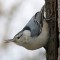 Nuthatch Snacktime