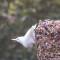 Leucistic White Breasted Nuthatch
