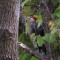 Pileated Woodpecker not liking pictures being taking