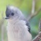 Tufted Titmouse at my window