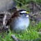 A Contemplative White-throated Sparrow