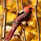 Northern Cardinal in autumn