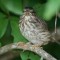 Young Song Sparrow