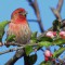 House Finch in Apple Blossoms
