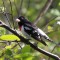 Male Rose-breasted Grosbeak