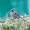 Unusual Male Golden-crowned Sparrow