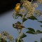 Townsend’s Warbler & Ruby-crowned Kinglet