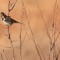 harris sparrow