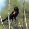 Red-winged Blackbird at Scarborough Marsh.