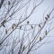 Cedar Waxwings, woodpeckers and nuthatch