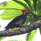 Lineated Woodpecker at Xandari in Costa Rica