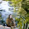 Mallard Duck Pond