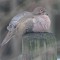 Mourning Dove at rest