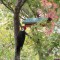 Pileated Woodpecker comes to feeder