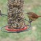 carolina wren