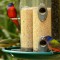 Painted Bunting trio