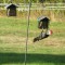 Pileated  Woodpecker at Backyard Suet Feeder