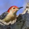 Red Bellied Woodpecker