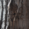 Brown Creeper Camouflage