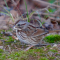 Song Sparrow with Seed