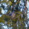 Fluffed up Blue Jay
