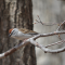 Beautiful Chipping Sparrow