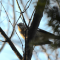 Mockingbird in the Sunlight