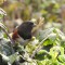 Spotted towhees