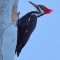 Pileated Woodpecker sticking his tongue out!