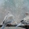 Snow Birds