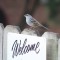 You are always welcome, White-crowned Sparrow!