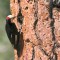 White-Headed Woodpecker