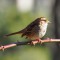 White- throated sparrow