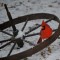 Male cardinal in the snow