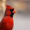 Classy Cardinal