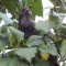 Starling gorging on berries