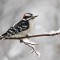 Male Downy Woodpecker  after a snowfall