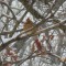 Female Cardinal on a snowy branch