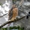 Red-shouldered Hawk (lineatus Group)