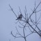 Loggerhead/Northern Shrike