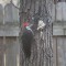 Pileated woodpecker enjoying a morning snack…look at my feet!!!