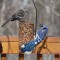 Mocking bird and Bluejay fighting over food.