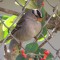 The Ubiquitous White-crowned Sparrow