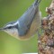 Red-breasted Nuthatch feeder