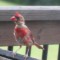 Young cardinal