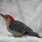 Woodpecker Enjoying the Snow
