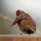 Song Sparrow Capers