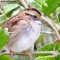 Winter Storm Octavia White-throated Sparrow